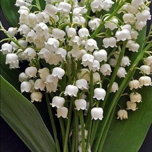 Meet your Posher, Gina